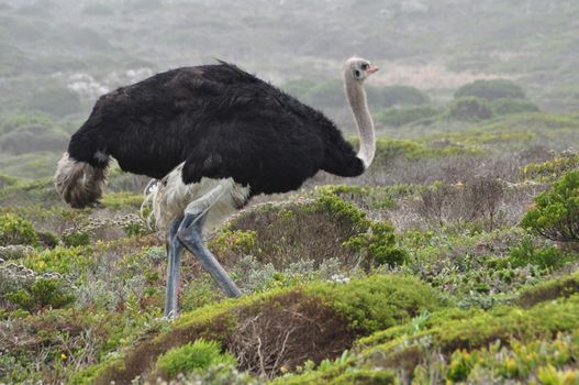 An Ostrich walking and looking around in his natural environment