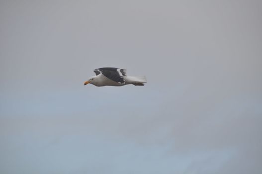 Seagull in flight in front of a blue,grey background
