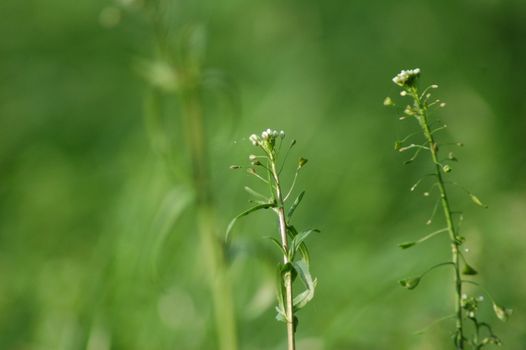 Close up by Shepherd s purse on a pasture