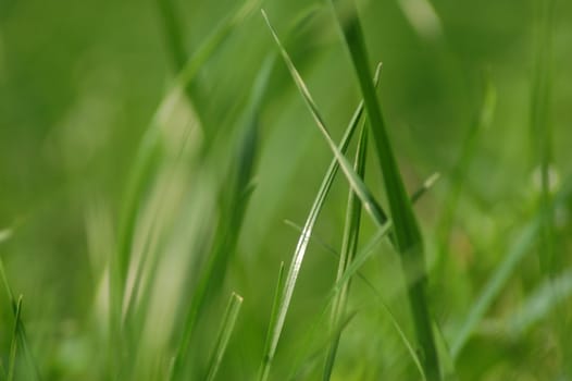 Green grass on a pasture,close up