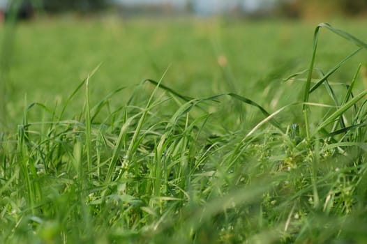 green grass on a willow