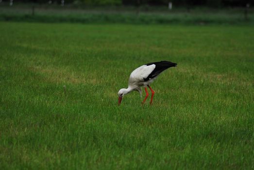 A white storck on a mown grenn pasture