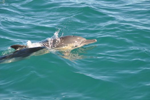 One dolphin swimming in the indian ocean nearhermanus