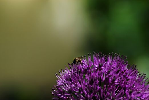 Purple allium blooming with a parhelophilus versicolor