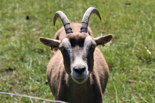 A brown goat on the meadow with a view to the viewer