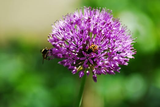 Purple allium blooming with a parhelophilus versicolor