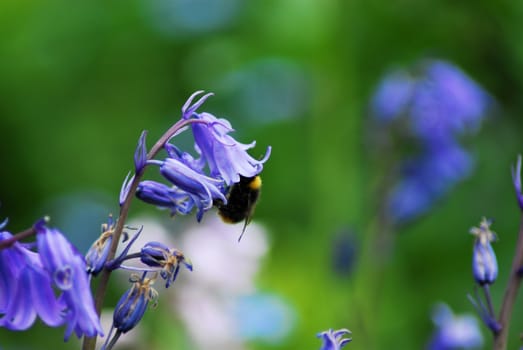 A close-up of a Hyacinthoides hispanica in blossom and a bumblebee