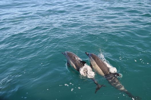 Two dolphins swimming in the indian ocean near hermanus southafrica