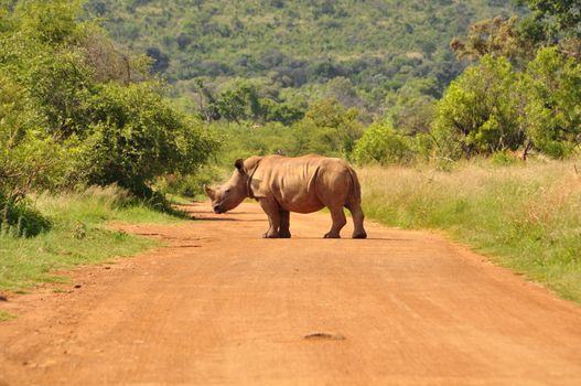 A White Rhino in Southafrica standing on a road with trees in the background