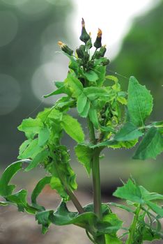 Aclose-up of rough goose thistle just before flowering