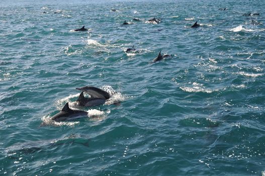 A school of dolphins near hermanus in the indian ocean