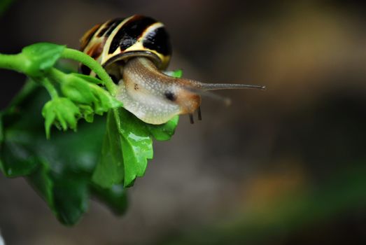 A close up of a housing screw looking out of her house