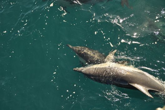 Two dolphins swimming in the indian ocean near hermanus southafrica