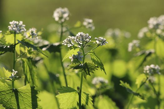 Alliaria petiolata called garlic rocket in bloom springtime