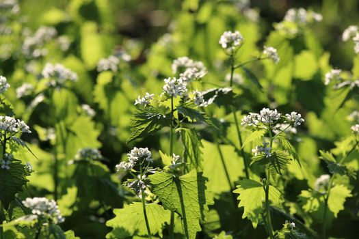 Alliaria petiolata called garlic rocket in bloom springtime