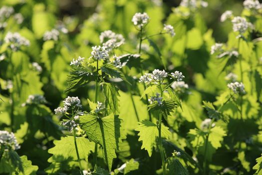 Alliaria petiolata called garlic rocket in bloom springtime