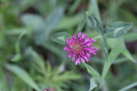 Trifolium pratense or red clover as close up