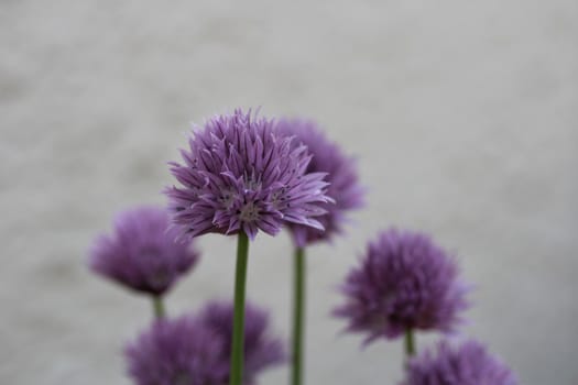 A close up of chive flowers in front of a white wall