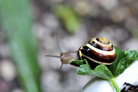 A close up of a housing screw looking out of her house