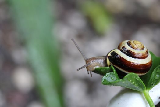 A close up of a housing screw looking out of her house