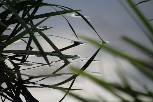 closup,grass hanging in the water of a little creek