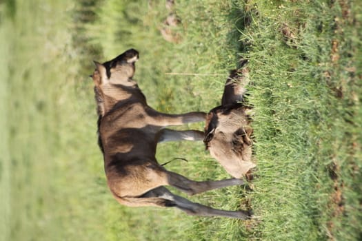 two gnu calves in the savanna,one is taking a rest while the other watches out