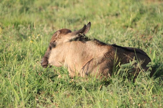 Gnu calf taking a rest laying on grren gras