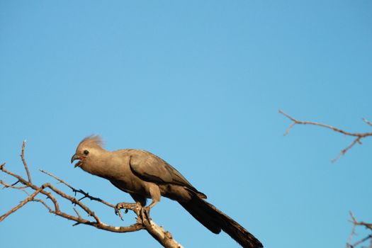 Grey Go-away Bird,lourie, in a tree, blue sky , open space