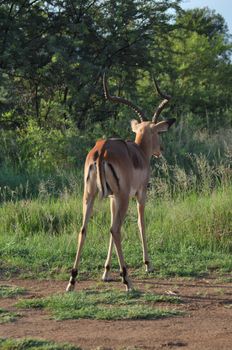 Impala,view from the backside,with green trees in the background