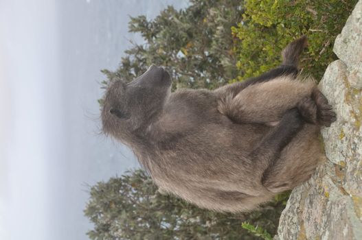 baboon sitting on a stone wall looking to the ocean