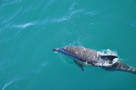 Dolphin off the coast of Hermanus south africa