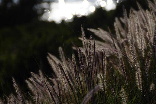 Silver grass at the roadside near hermanus