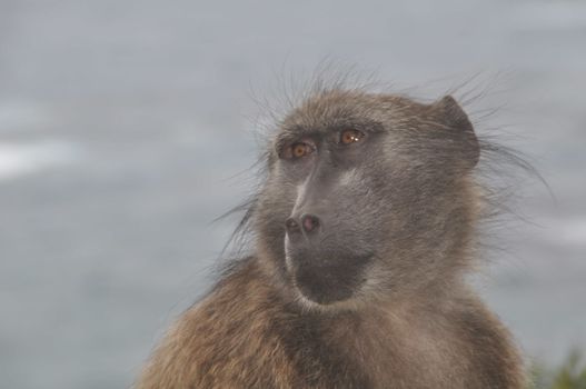 A Portrait of a baboon in front of the ocean,with a grey background