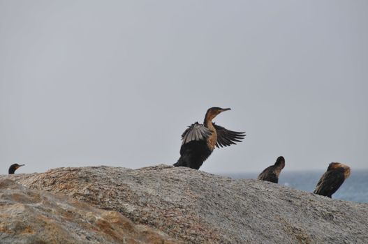some cormorants on a rock,one is drying his plumage,grey sky behind them