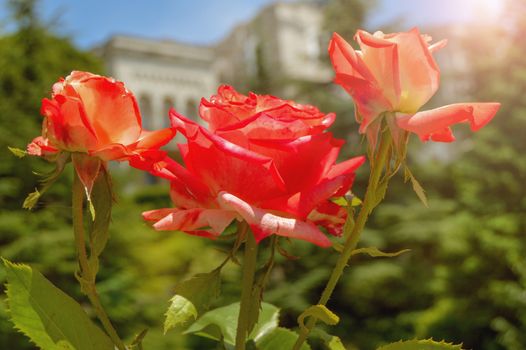 Bright red roses on a Bush in the garden on a Sunny summer day, light, background of a city Park.