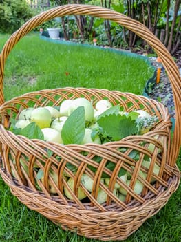 Overhead shot of a basket of freshly picked apples in grass