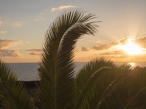 Beautiful orange sunrise over calm ocean with silhouette of palm tree leaves at La Palma, Canary Island