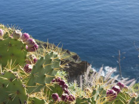 close up ripen red Indian fig opuntia tropic cactus fruit on plant prickly pear against blue sea, atlantic ocean background.