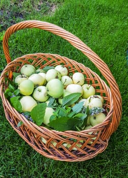 Wicker authentic basket filled with fresh green apples stands on the green grass, top view, vertical frame, outdoor