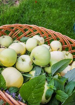 Wicker authentic basket filled with fresh green apples stands on the green grass, top view, vertical frame, open, close-up.