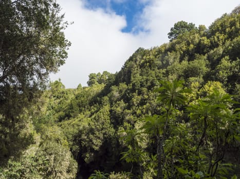 Lush green subtropical rain forest at La Zarza nature park in the northern part of La Palma, Canary Islands, Spain.