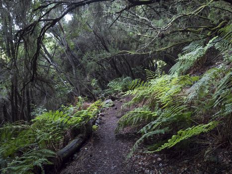 La Zarza nature park with path in beautiful mysterious Laurel forest, laurisilva in the northern part of La Palma, Canary Islands, Spain.