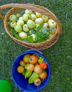 Wicker authentic basket filled with fresh green apples and a bucket of tomatoes stands on the green grass, top view, vertical frame, open, close-up.