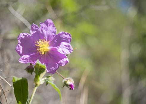 Close-up of pink flower Grey leaved Cistus, Cistus symphytifolius of family Cistaceae. It is endemic to the Canary Islands. Selective focus, copy space