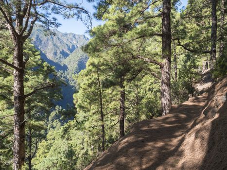 Lanscape od hiking trail Barranco de la Madera from Las Nieves with pine tree forest and path along ravine with steep green mountains, La Palma Island, Canary Islands, Spain.