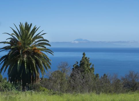 View on Tenerife island with Pico del Teide from lush green meadow with palm and pine trees, blue sky and sea background. Copy space. Beautiful lanscape of La Palma Island, Canary Islands, Spain.