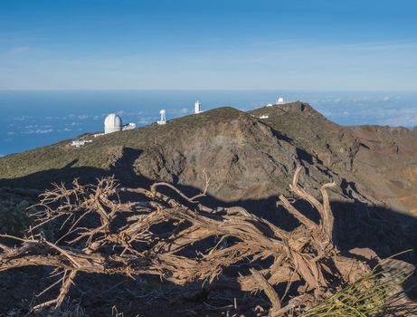 Dry tree roots at highest peak of La Palma Roque De Los Muchachos with big telescopes of Observatory at Caldera De Taburiente, blue sky and sea in background. La Palma, Canary Islands, Spain.