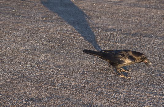 Close up big Raven, Corvus corax common, beautiful wild black bird perched on asphalt road, begging for food at highest peak of La Palma Roque. De Los Muchachos. Golden hour light