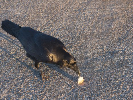 Close up big Raven, Corvus corax common, beautiful wild black bird perched on asphalt road, eating piece of bread at highest peak of La Palma Roque De Los Muchachos. Golden hour light.