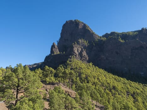 Volcanic landscape and lush pine tree forest, pinus canariensis view from Mirador de la Cumbrecita viewpoint at national park Caldera de Taburiente, volcanic crater in La Palma, Canary Islands, Spain.